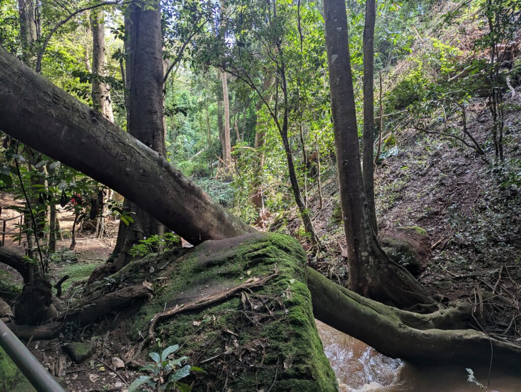 Kenya 2 – Karura Forest
