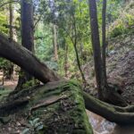 Kenya – Karura Forest